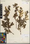 Foto von Salix myrsinifolia Salisb.